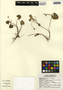 Nymphoides indica (L.) Kuntze, Mexico, C. Chan 7016, F